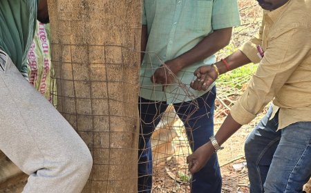 மரங்களை சுற்றி இறுக்கும் இரும்பு வேலிகளை அகற்றும் பணியினை துவக்கிய தண்ணீர் அமைப்பு