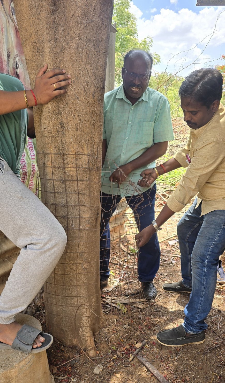 மரங்களை சுற்றி இறுக்கும் இரும்பு வேலிகளை அகற்றும் பணியினை துவக்கிய தண்ணீர் அமைப்பு