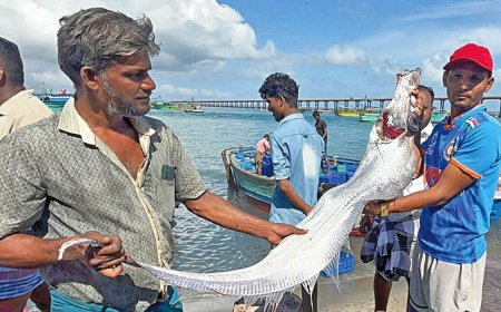 பாம்பனில் சிக்கிய 'டூம்ஸ்டே’ மீன்; பேரழிவு ஏற்படுமோ? மீனவர்கள் அச்சம்