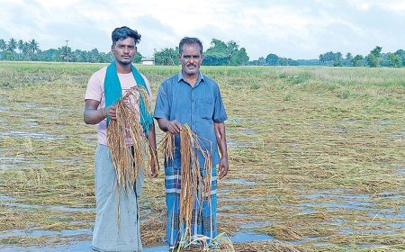 நாகை, தஞ்சை மாவட்டங்களில் 1500 ஏக்கர் குருவை நெல்கதிர்கள் வயலில் மூழ்கி சேதம்;நெல் கொள்முதலை விரைவுப்படுத்த கோரிக்கை