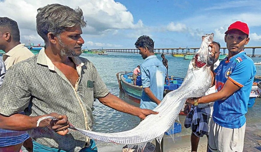 பாம்பனில் சிக்கிய 'டூம்ஸ்டே’ மீன்; பேரழிவு ஏற்படுமோ? மீனவர்கள் அச்சம்