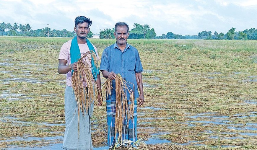 நாகை, தஞ்சை மாவட்டங்களில் 1500 ஏக்கர் குருவை நெல்கதிர்கள் வயலில் மூழ்கி சேதம்;நெல் கொள்முதலை விரைவுப்படுத்த கோரிக்கை
