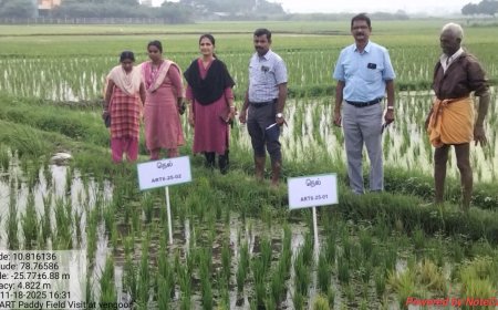 இயந்திரம் மூலம் நடவு; வயலில் வேளாண்துறை அதிகாரிகள் ஆய்வு