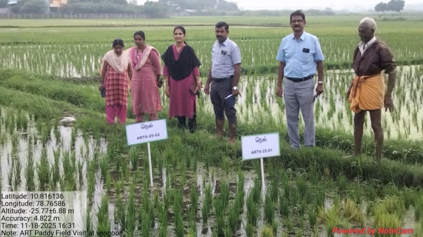 இயந்திரம் மூலம் நடவு; வயலில் வேளாண்துறை அதிகாரிகள் ஆய்வு