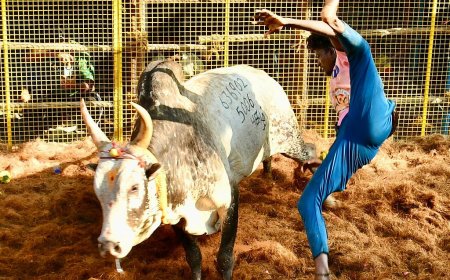 அவனியாபுரம் ஜல்லிக்கட்டு கோலாகலம்: வாடிவாசலில் சீறிப்பாயும் காளைகளை அடக்கும் காளையர்கள்!