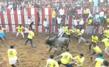 சூரியூர் ஜல்லிக்கட்டு புதிய மைதானத்தில் முதல் போட்டி  கோலாகலம் ; 800 காளைகள் 500 காளையர்கள் பங்கேற்பு