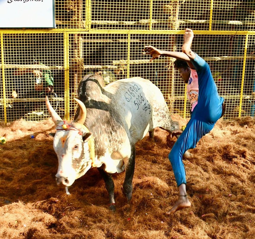 அவனியாபுரம் ஜல்லிக்கட்டு கோலாகலம்: வாடிவாசலில் சீறிப்பாயும் காளைகளை அடக்கும் காளையர்கள்!