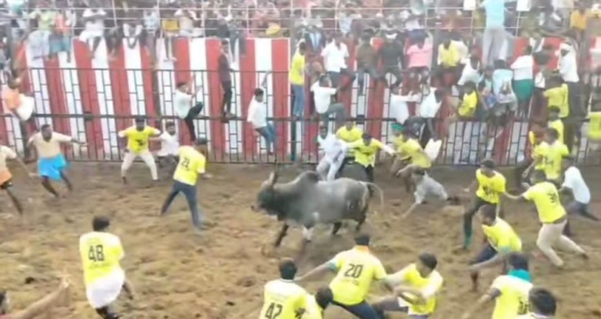 சூரியூர் ஜல்லிக்கட்டு புதிய மைதானத்தில் முதல் போட்டி  கோலாகலம் ; 800 காளைகள் 500 காளையர்கள் பங்கேற்பு