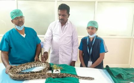அரிதான நிகழ்வு; அறுவை சிகிச்சை மூலம் மலைப் பாம்புக்கு உயிர் கொடுத்த மருத்துவர்கள் ; சமூக ஆர்வலர்கள் பாராட்டு