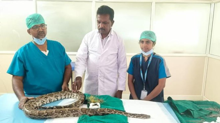 அரிதான நிகழ்வு; அறுவை சிகிச்சை மூலம் மலைப் பாம்புக்கு உயிர் கொடுத்த மருத்துவர்கள் ; சமூக ஆர்வலர்கள் பாராட்டு